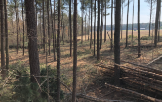 Picture depicts an area with sparse tall pine trees and on the ground are recently cleared trees from the area