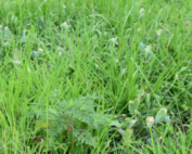 Close up of green grass and weeds