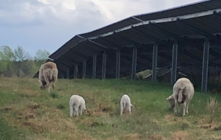 Solar panels in the back right. In the foreground and to the left is grass. Two large and two small sheep are walking in the grass away from the camera