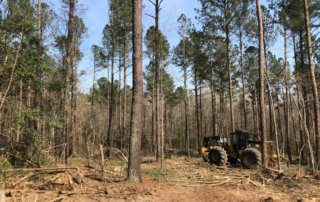 Large tractor clearing trees to make a less dense area of trees