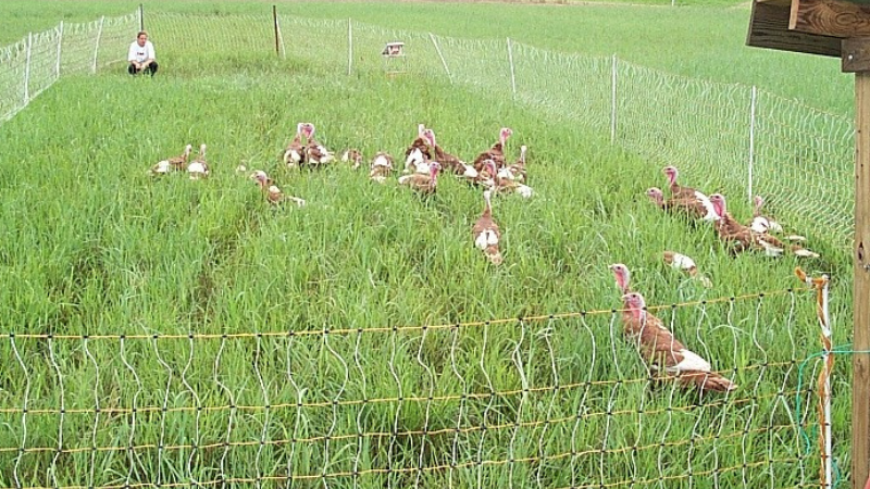 Pastured poultry in the field