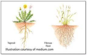 Comparison of plant root systems
