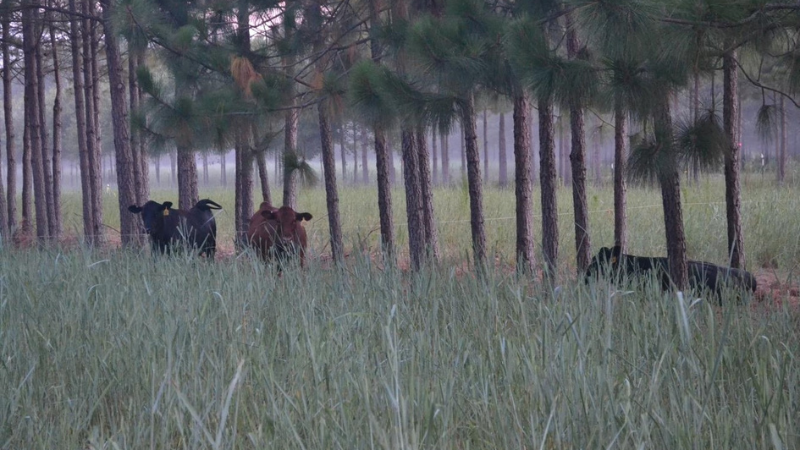 Cows next to tall trees in the distance on pasture