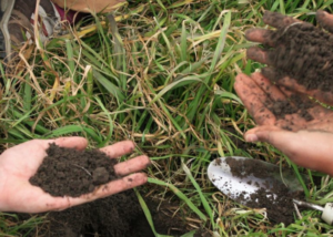 Hands holding soil over grass