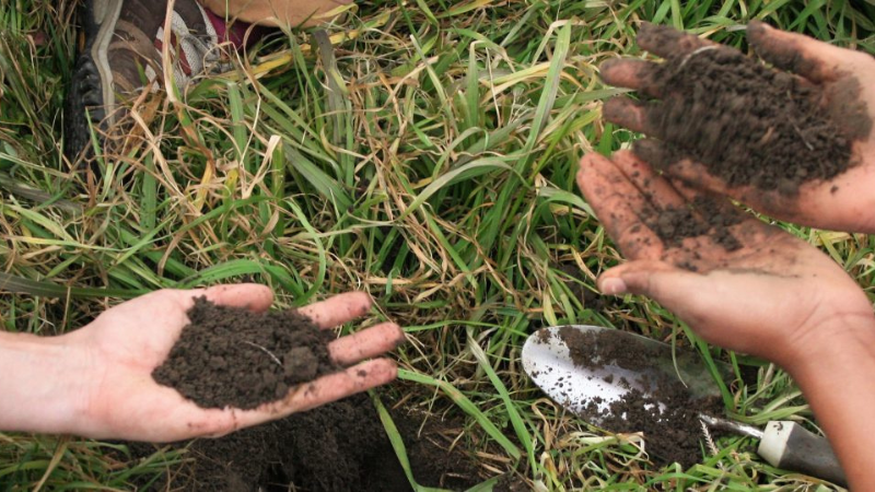 Hands holding soil over grass