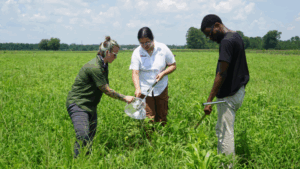 Three people sampling soil in a grassy field