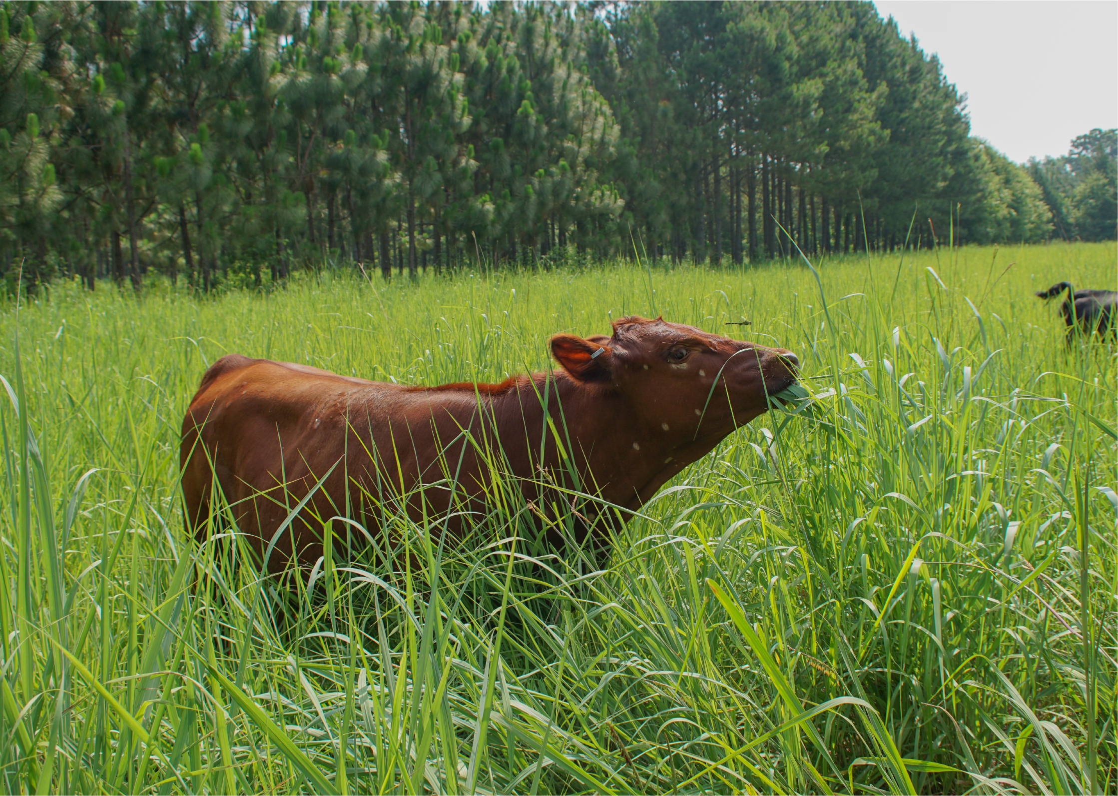 Stanly County (2012) – Center for Environmental Farming Systems