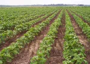 Crop rows in open field