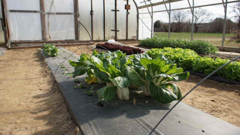 Cabbage growing in high tunnels