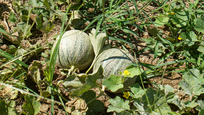 cantaloupe growing on stem