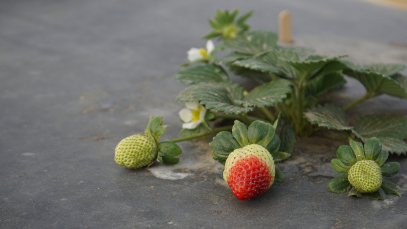 Strawberries growing on stem