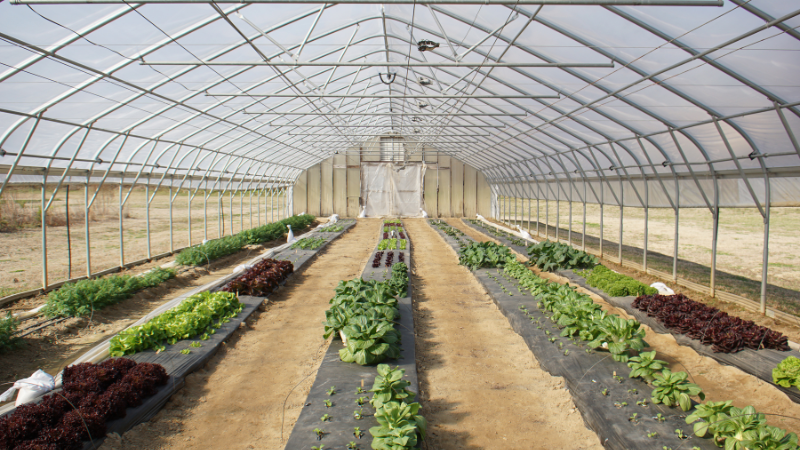 Crops growing in High Tunnels