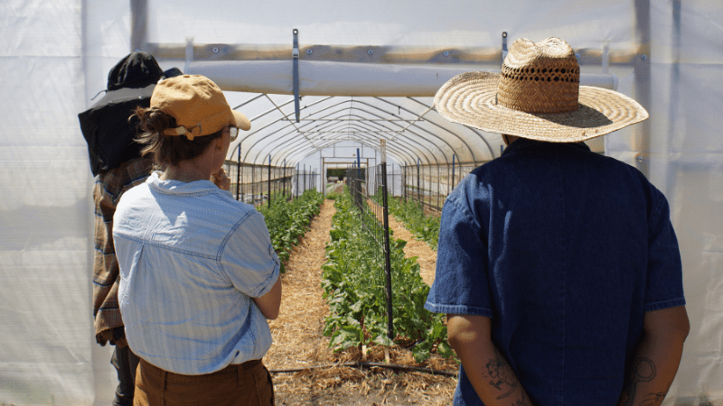 Three people looking into high tunnel at crops