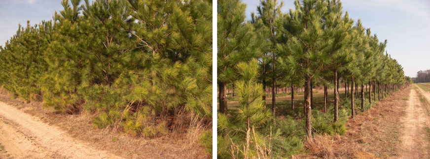 Agroforestry plots before and after pruning.