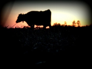 dairy-cow-silhouette