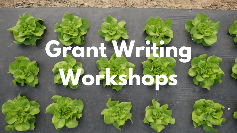 Lettuce with text overlayed that says Grant Writing Workshops