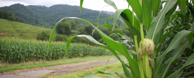 Large plant in field next to concrete walking path