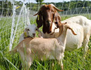 goat-kids