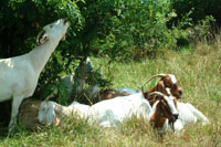 goats-resting