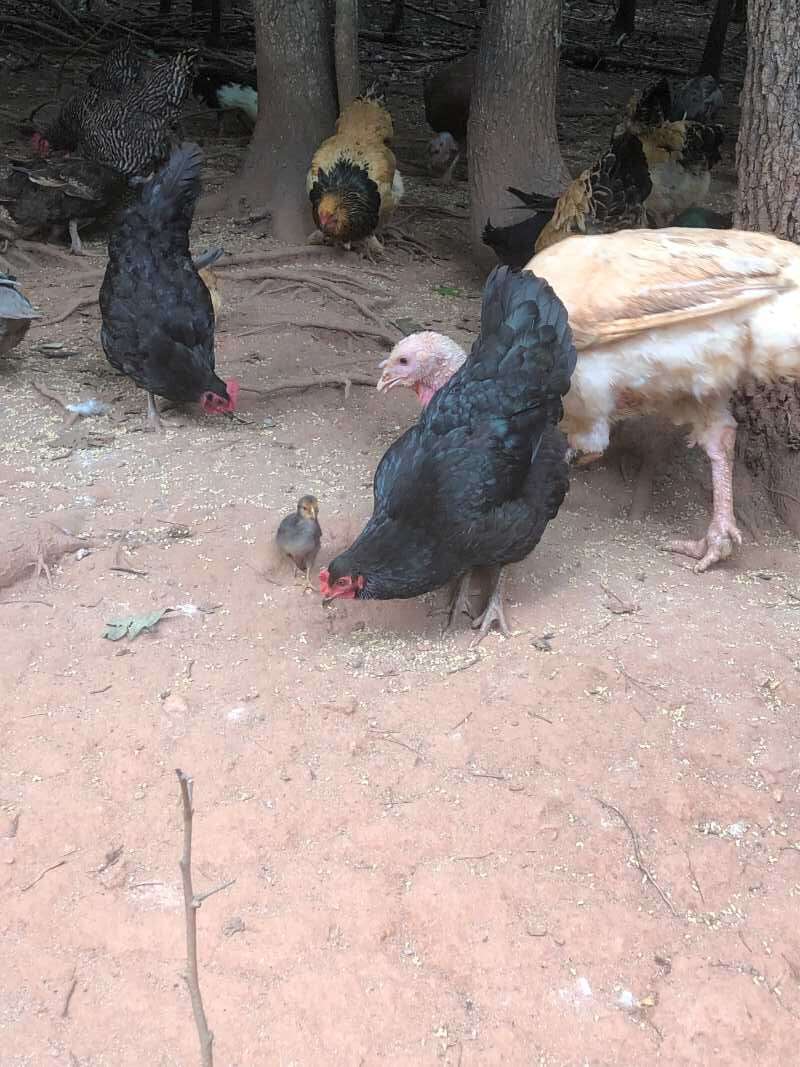 Poultry at Shiloh Farms & Homestead, LLC