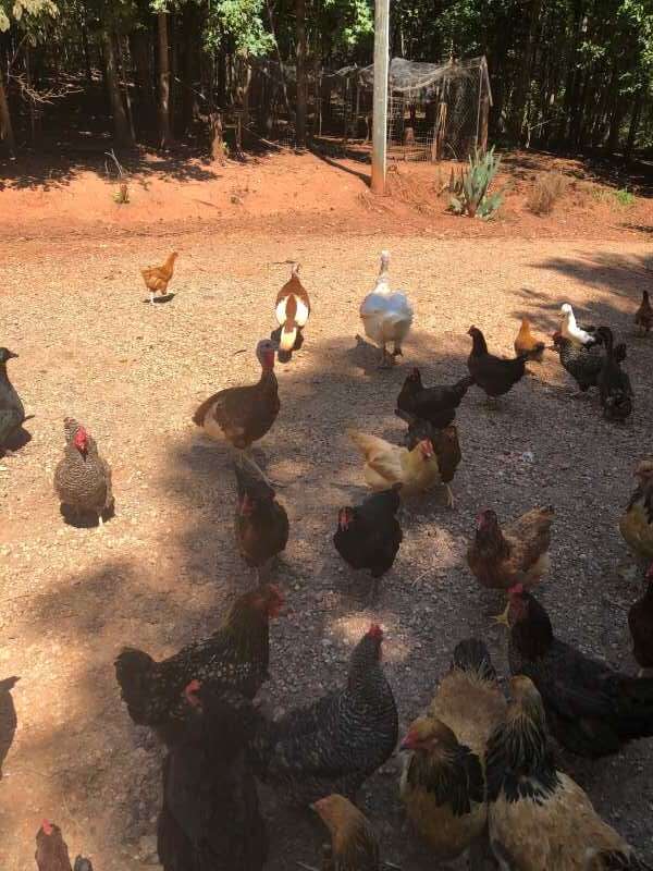 Poultry at Shiloh Farms & Homestead, LLC