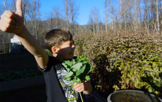Kids picking kale