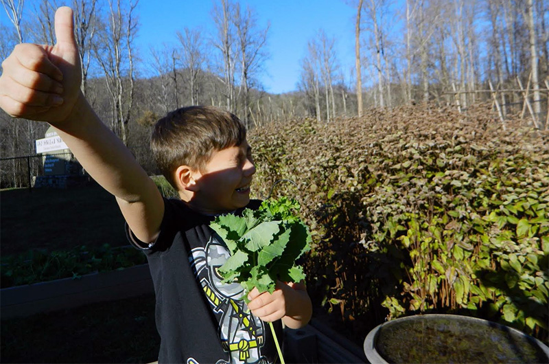 Kids picking kale