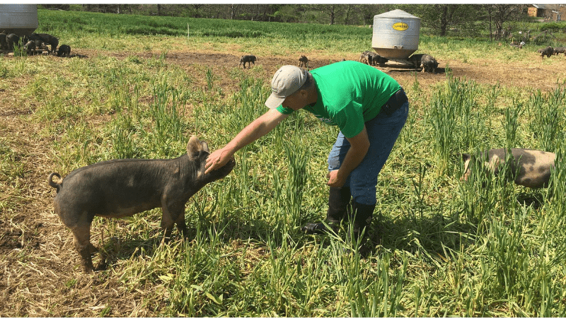 Man petting a pig in pasture
