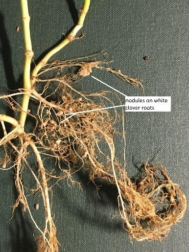 Nodules on white clover roots