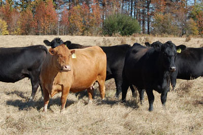Pasture-Based Beef Unit