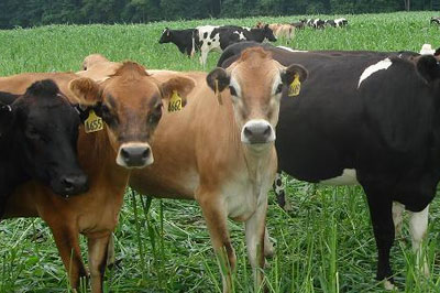 Pasture-Based Dairy Unit