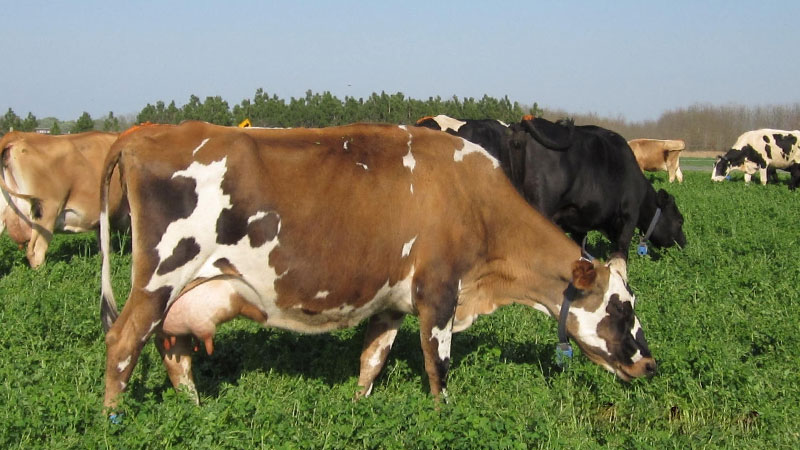 pasture-dairy-unit