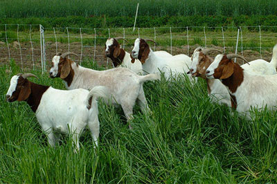 pasture-goats-archive