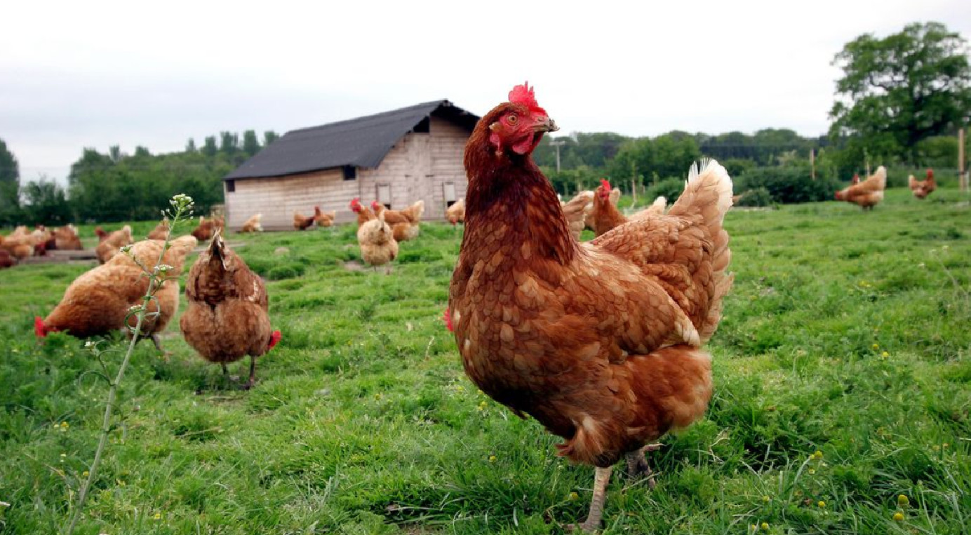 Poultry Processing Options For Independent Farmers