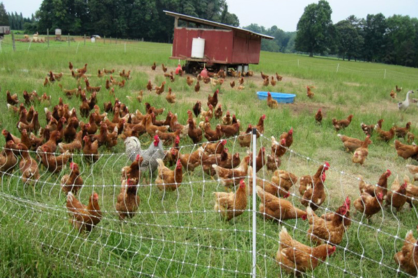 Pastured Poultry Production