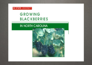 Pruning blackberries
