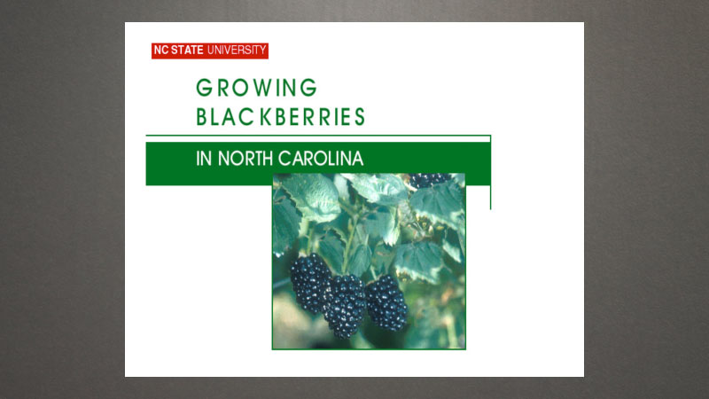 Pruning blackberries