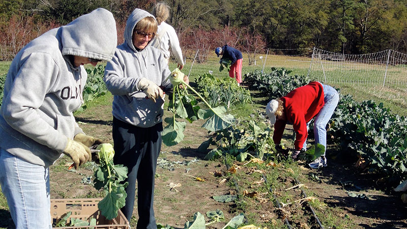 volunteers harvesting
